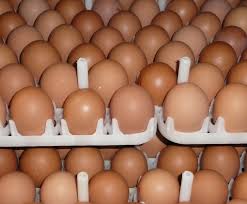 Broiler Hatching Eggs